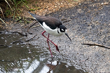 Black-Necked Stilt