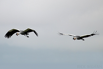 Grey Crowned Crane