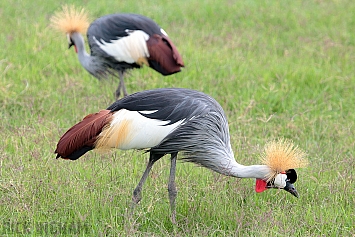 Grey Crowned Crane