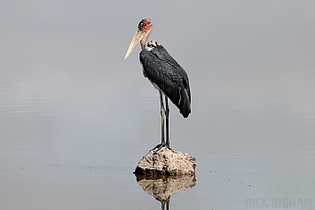 Marabou Stork