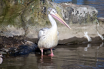 Pelican