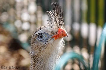 Red-legged Seriema