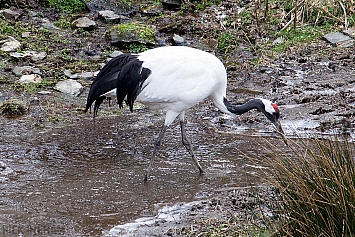 Red Crowned Crane