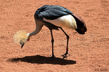 East African Crowned Crane