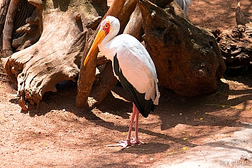 Painted Stork