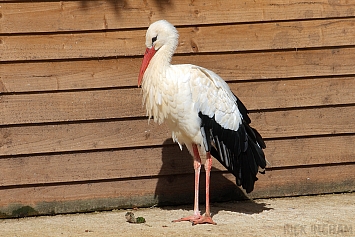 White Stork