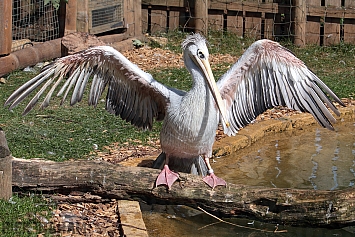 Pink Backed Pelican