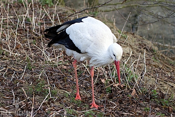 White Stork