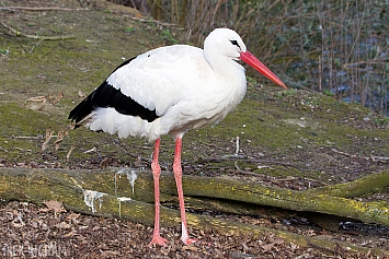 White Stork