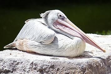 Pink-backed Pelican