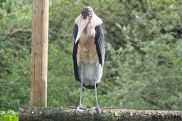 Marabou Stork