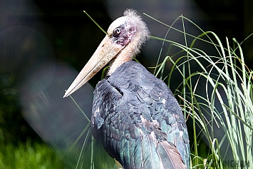 Marabou Stork