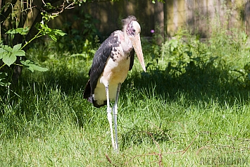 Marabou Stork