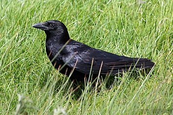 Carrion Crow