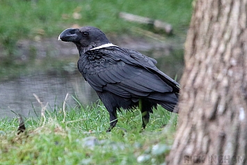 White Necked Raven