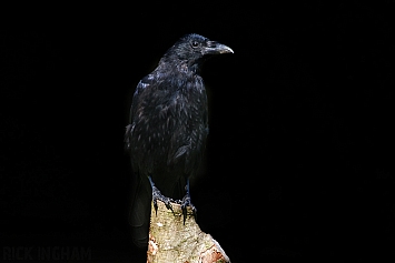 Carrion Crow