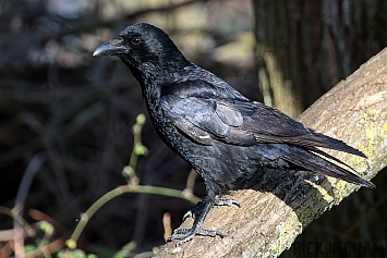 Carrion Crow