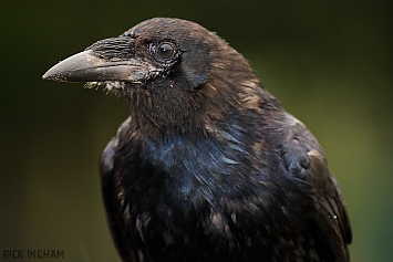 Carrion Crow