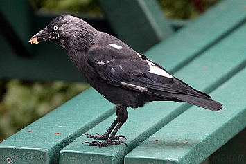 Leucistic Jackdaw