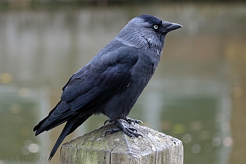 Jackdaw