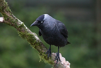 Jackdaw