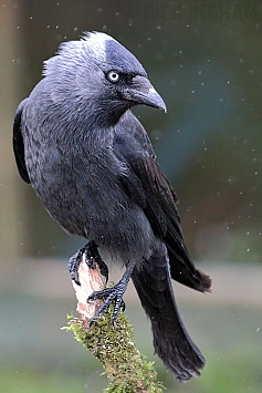 Jackdaw