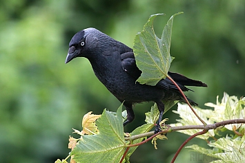 Jackdaw