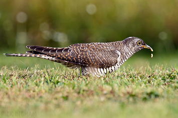 Common Cuckoo | Juvenile