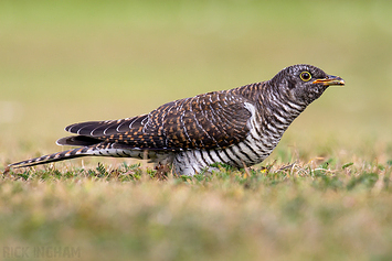 Common Cuckoo | Juvenile