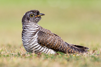 Common Cuckoo | Juvenile