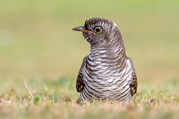 Common Cuckoo | Juvenile