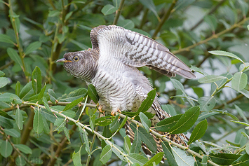 Common Cuckoo | Juvenile