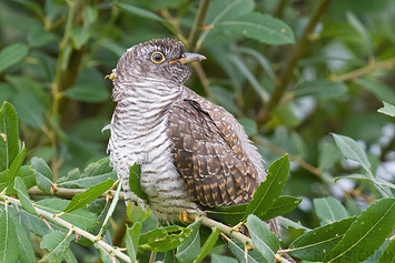 Common Cuckoo | Juvenile