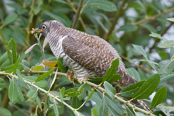 Common Cuckoo | Juvenile