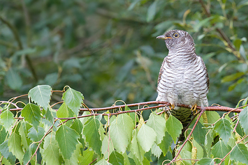 Common Cuckoo | Juvenile