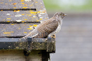 Common Cuckoo | Juvenile