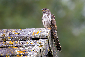 Common Cuckoo | Juvenile