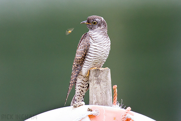 Common Cuckoo | Juvenile