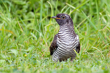 Common Cuckoo | Juvenile