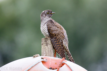 Common Cuckoo | Juvenile