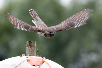 Common Cuckoo | Juvenile