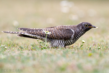 Common Cuckoo | Juvenile