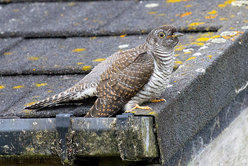 Common Cuckoo | Juvenile