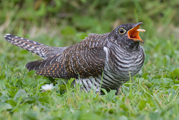 Common Cuckoo | Juvenile