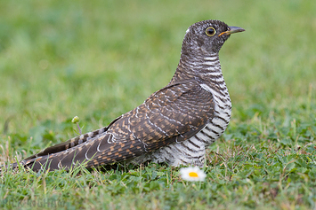 Common Cuckoo | Juvenile