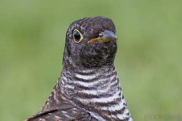 Common Cuckoo | Juvenile