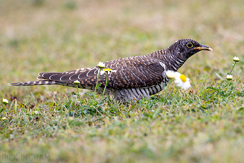 Common Cuckoo | Juvenile