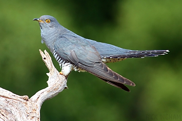 Common Cuckoo | Male