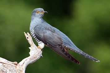 Common Cuckoo | Male