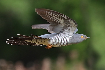 Common Cuckoo | Male